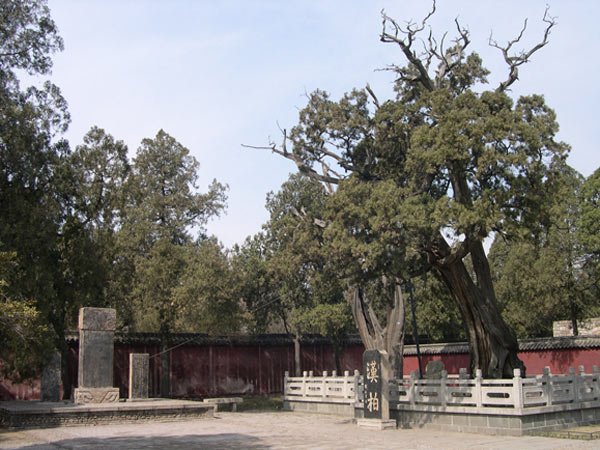 岱庙景观-古建筑-汉柏院