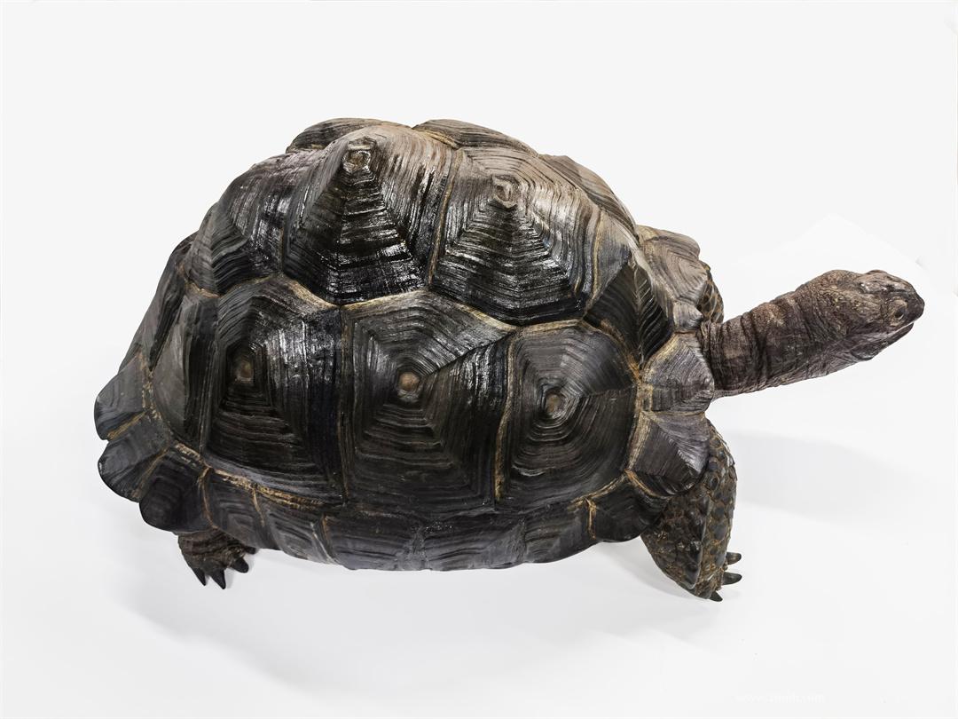 【附录二·黄腿陆龟】美洲大陆最大的陆生“王八”